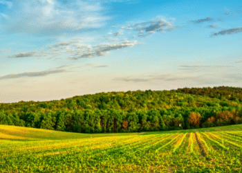 Wellford Unlicensed Business C&K Landscapes