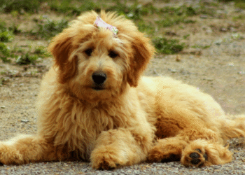 micro goldendoodle