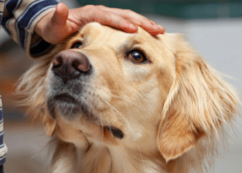 what to say when someone loses a pet​