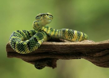 snake clan belong to seneca cayuga