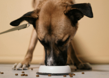 farmina dog food​
